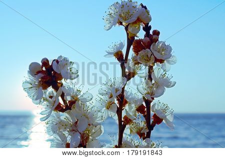 Cherry blossoms against the blue sky background