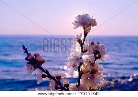 Cherry blossoms against the blue sky background