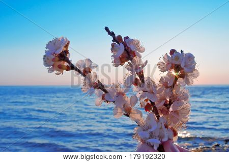 Cherry blossoms against the blue sky background
