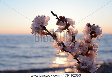 Cherry blossoms against the blue sky background