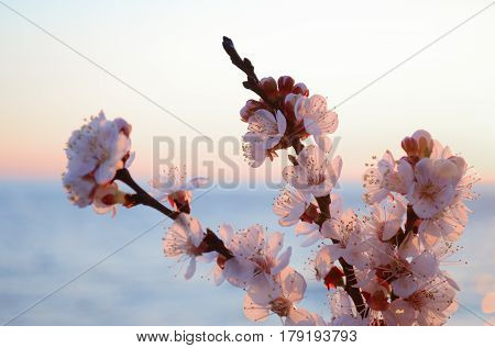 Cherry blossoms against the blue sky background