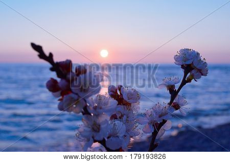 Cherry blossoms against the blue sky background