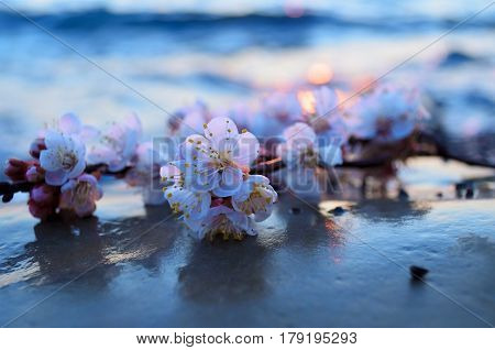 Cherry blossoms against the blue sky background