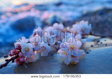 Cherry blossoms against the blue sky background
