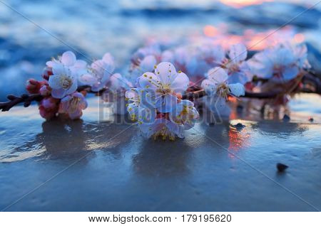 Cherry blossoms against the blue sky background