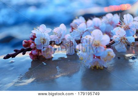 Cherry blossoms against the blue sky background