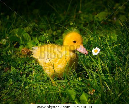Pollito amarillo