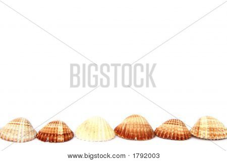 Conchas