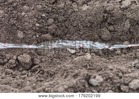 Sowing carrot seed on the tape pelleting seeds of carrots with water-soluble tape is laid on a bed closeup