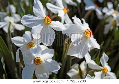 Daffodils