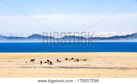 Beautiful Sailimu Lake in Xinjiang, China it's a fault basin at an elevation of 2,073 meters, the highest among the Xinjiang high mountain lakes and with a maximum depth of 86 meters.