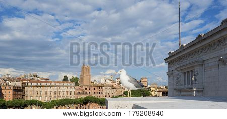 Sea gull watch Rome city center form Altar of Nation monument with clouds