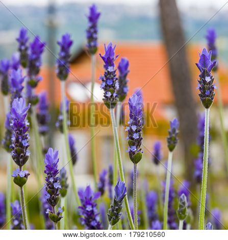 Lavender Field gardening plant bunch floral beautiful