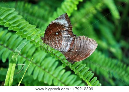 Two Butterflies on blade of grass in forest
