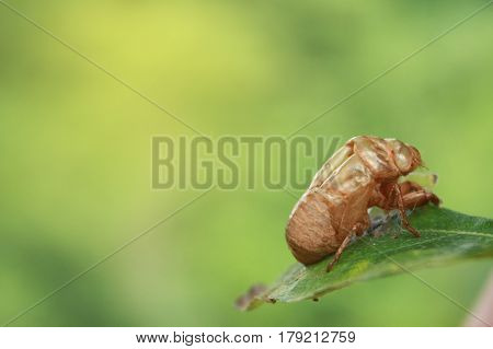 Cicada shell on the green leaft of a tree in the morning background