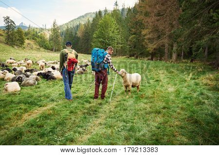 Young man wearing a backpack and carrying trekking poles standing in a field petting a sheep while out for a hike with his friend