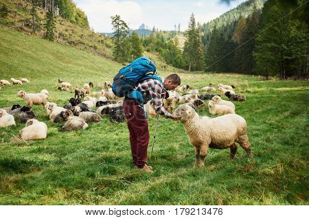 Young man wearing a backpack and carrying trekking poles standing in a field petting a sheep while out for a hike in the countryside
