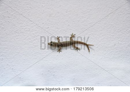 House lizard - gekco with v shaped tails ( 2 tails or twin tails ) on the white wall