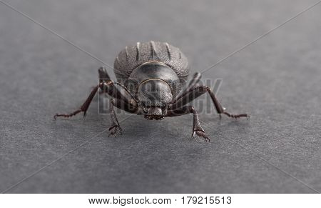 macro shot of dor-beetle on black background
