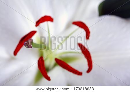 Madonna Lily