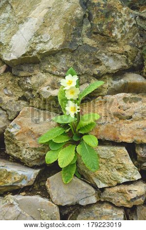 Primula vulgaris commonly known as primrose growing from garden rock wall