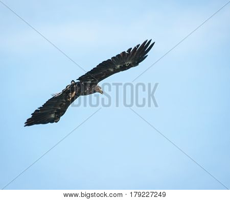 Scenic view of an eagle flying in the sky