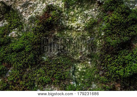 Rock and moss texture and background. Mossy stone background. Abstract texture and background for designers. Mossy stone texture. Closeup view of moss and rocks.