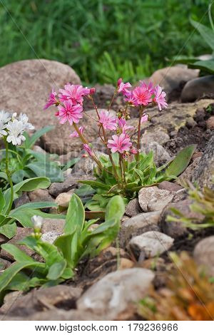 Lewisia Cotyledon 'elise Mixed'
