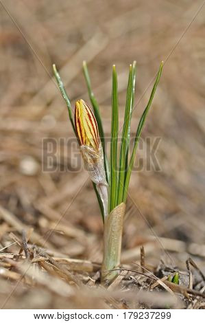 Crocus Chrysanthus Var. Fuscotinctus