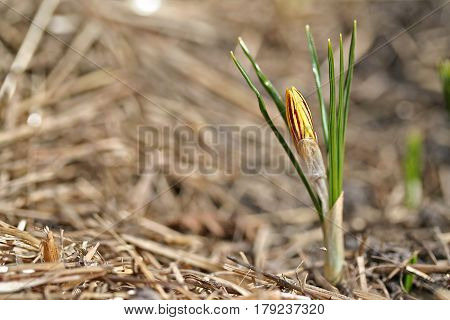 Crocus Chrysanthus Var. Fuscotinctus