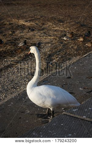 White big swan do not want be a fotomodel