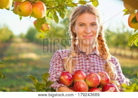 Young woman picking apples from apple tree on a lovely sunny summer day in orchard