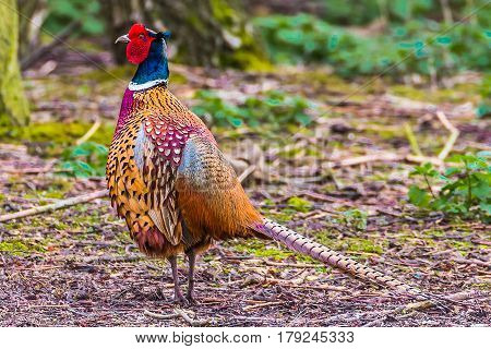 a picture of a bird. world of animals and birds is amazing. some live shows the greatness of nature and birds.