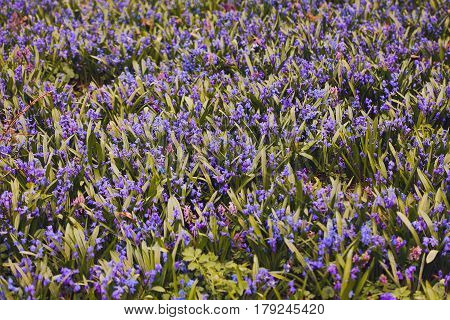 Field Of Blue (scilla Sibirica)  Spring Flowers.