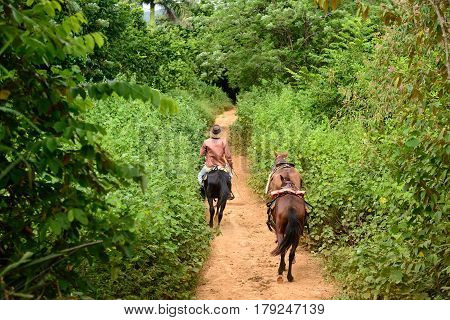 The Cuban cowboy is riding on horseback along roadless tracts in the Vinales valley. Valley de Vinales Cuba Pinar del Rio province
