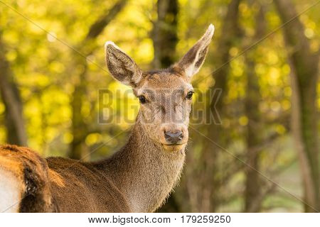 Beautiful deer portrait against the blurred background of trees.