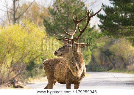 Funny portrait of a male deer on the road of Parnitha mountain in Greece.