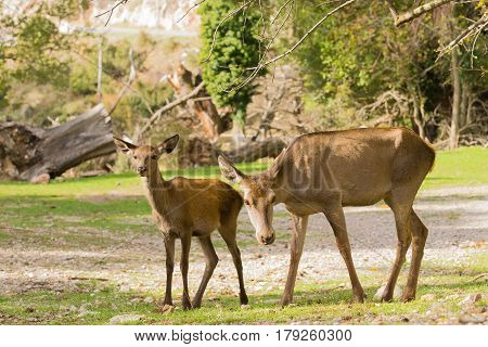 Portrait of two deer at Parnitha mountain in Greece against the beautiful nature.