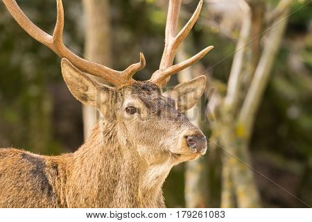 Male deer portrait. A  close up look.