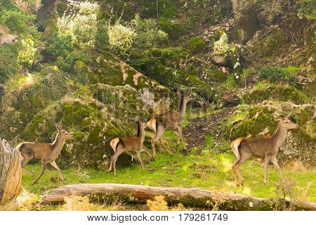 Herd of deer running at the mountain of Parnitha in Greece.