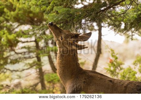 Deer eating from a tree at  Parnitha mountain in Greece.