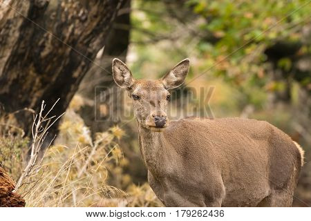 Deer portrait at the nature of Parnitha mountain in Greece.