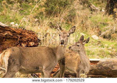Two deer at Parnitha mountain in Greece portrait.