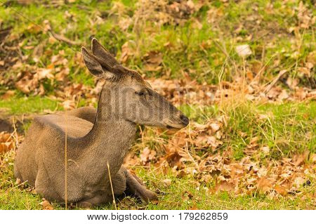 Beautiful deer portrait sitting down at Parnitha mountain in Greece.