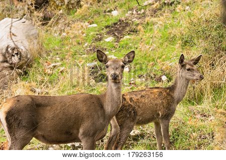 Two beautiful deer at Parnitha mountain in Greece.