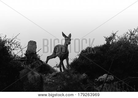 Baby deer silhouette in black and white.
