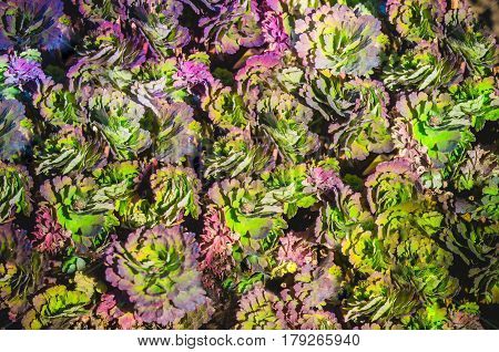 Green and purple green leaves Aquilegia columbines of background texture.