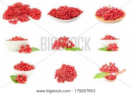Collection of branch of red viburnum berries  isolated on a white background cutout