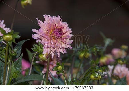 Beautiful pink dahlia isolated on garden background