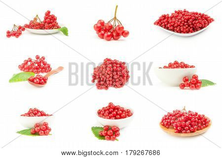 Collage of red guelder rose berries over a white background